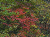 img0061.jpg