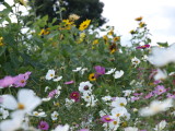 img0001.jpg