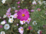 img0003.jpg