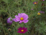img0008.jpg