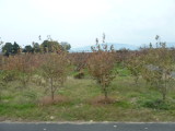 img0045.jpg