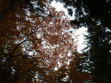 img0080.jpg