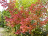 img0006.jpg