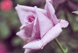 img0005.jpg