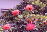 img0006.jpg