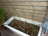 img0003.jpg