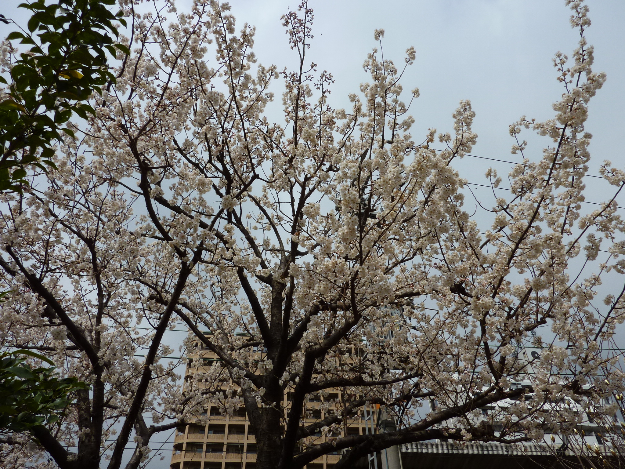 P1020003.JPG