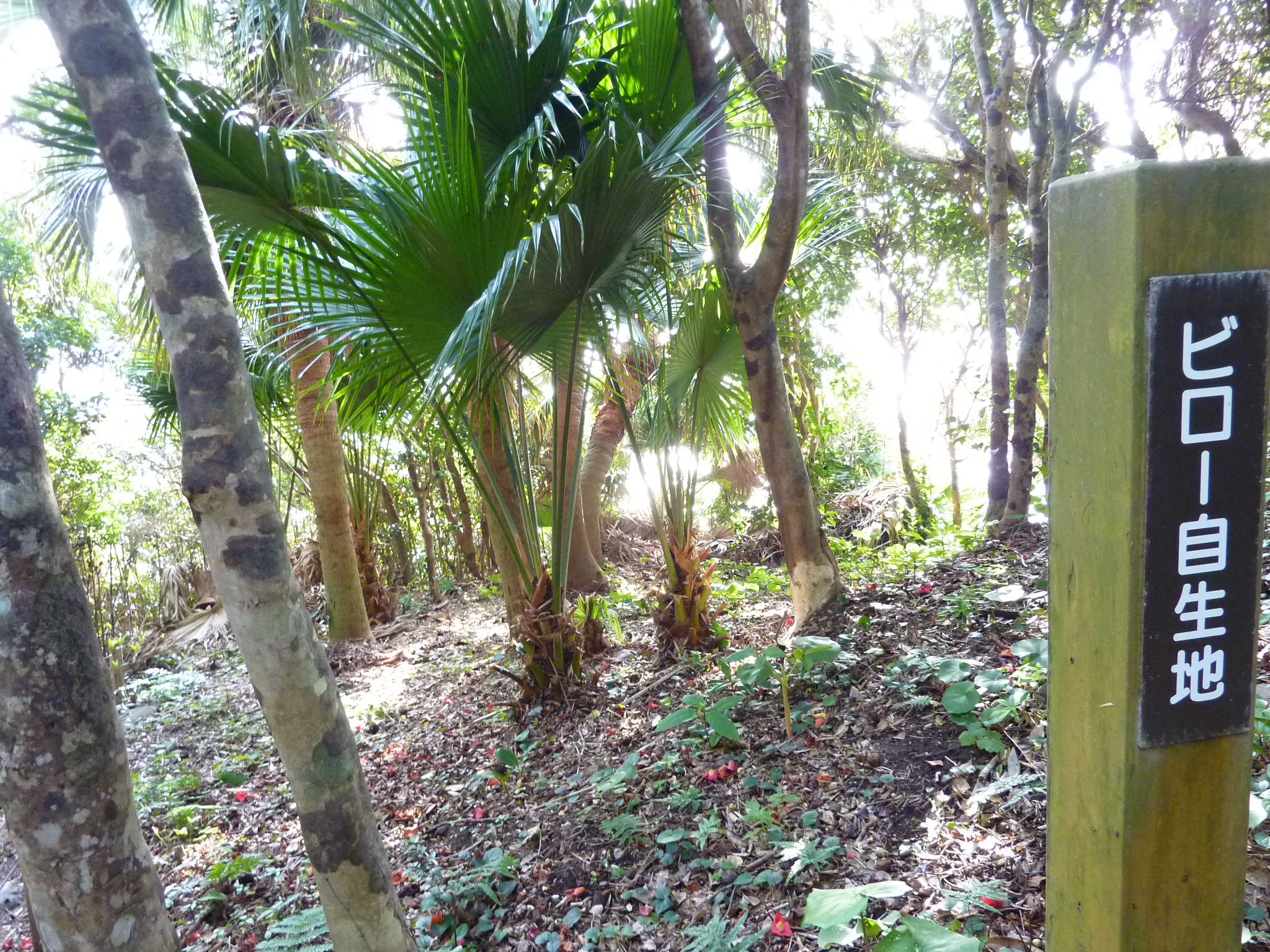 P1020242.JPG