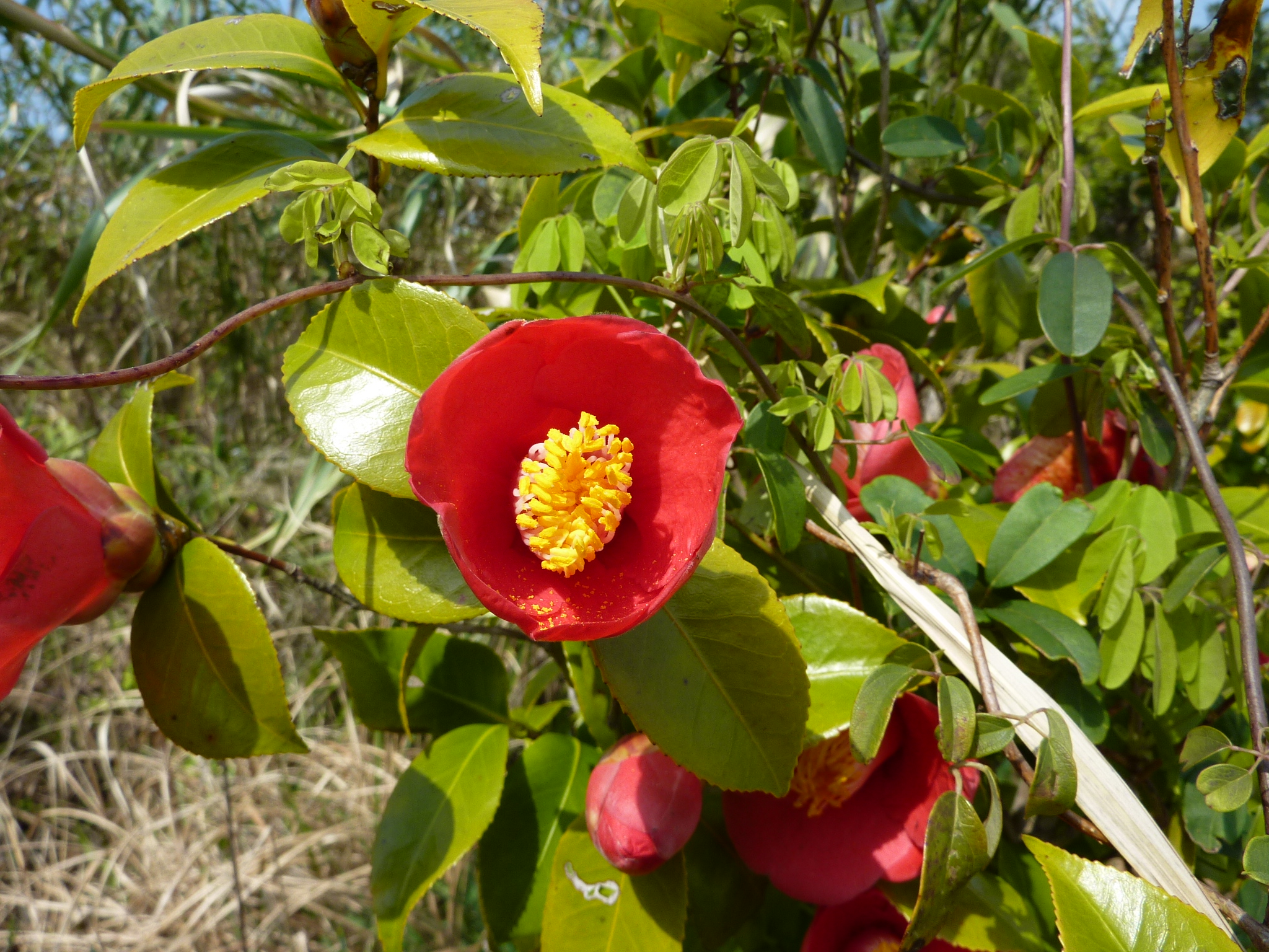 P1020325.JPG
