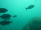 img0097.jpg