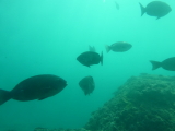 img0099.jpg