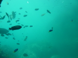 img0109.jpg