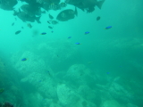 img0115.jpg