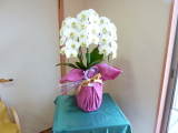 img0153.jpg