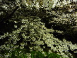 img0015.jpg