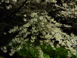 img0016.jpg