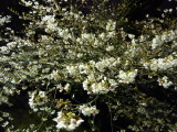 img0017.jpg