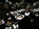 img0019.jpg