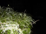 img0021.jpg