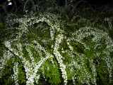 img0022.jpg
