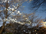 img0029.jpg
