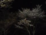 img0050.jpg
