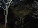 img0051.jpg