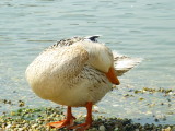 img0015.jpg