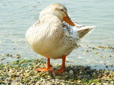 img0016.jpg