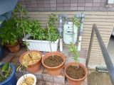 img0041.jpg