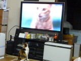 img0017.jpg