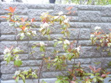 img0007.jpg