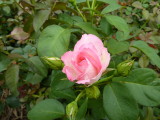 img0034.jpg