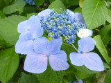 img0009.jpg