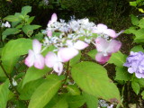 img0016.jpg