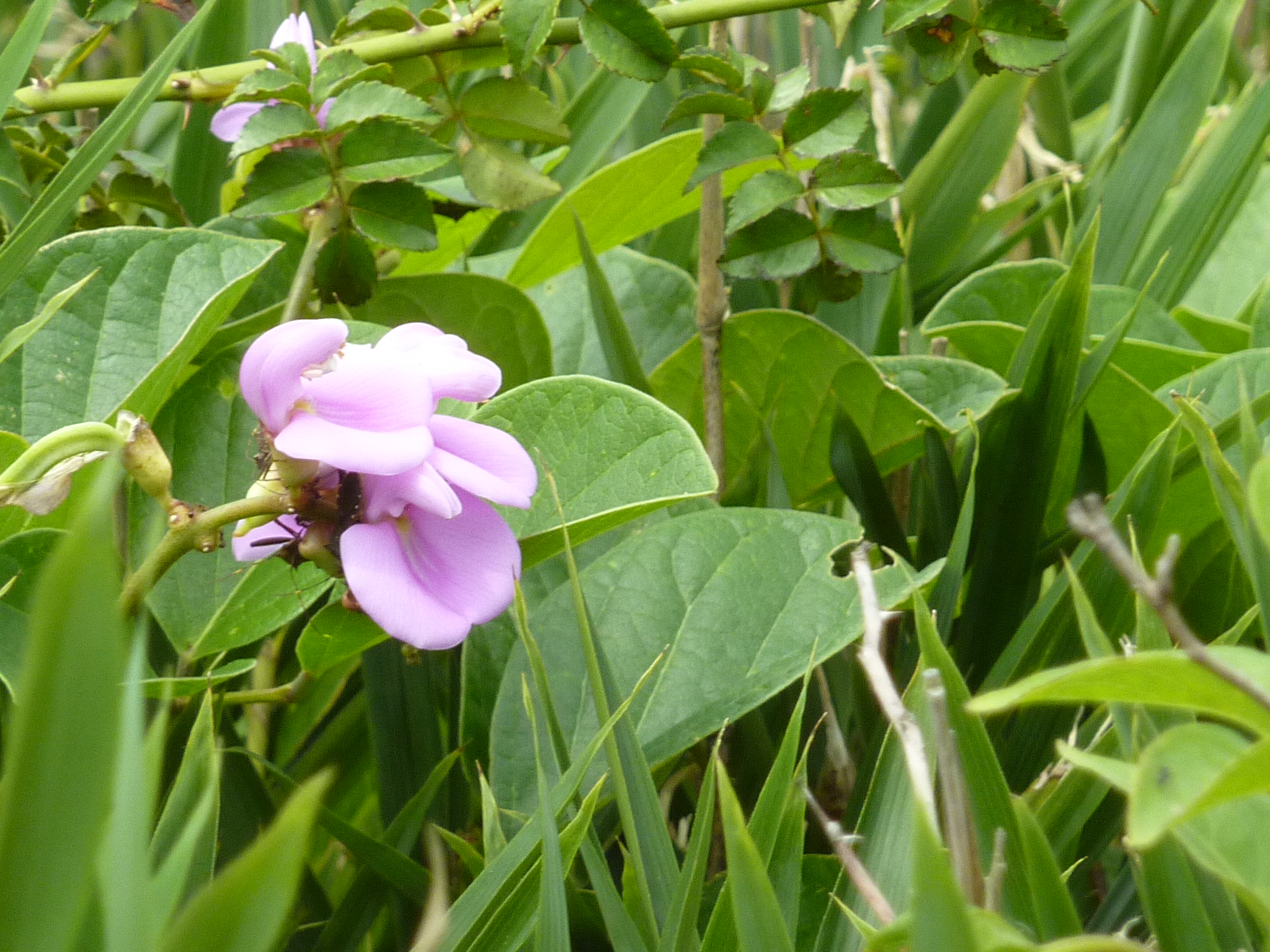 P1050041.JPG