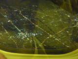 img0217.jpg