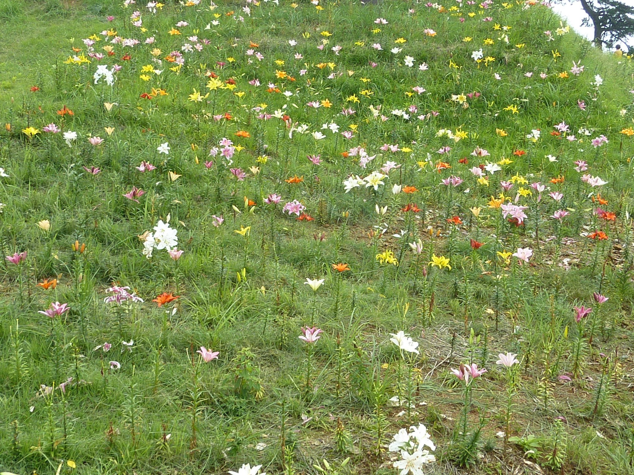 P1050215.JPG
