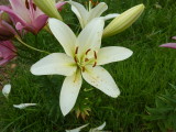 img0008.jpg