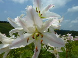 img0032.jpg