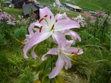 img0036.jpg
