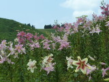 img0039.jpg
