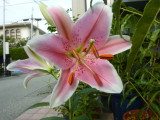 img0009.jpg
