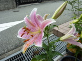 img0014.jpg