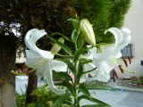 img0030.jpg