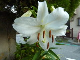 img0031.jpg