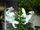 img0035.jpg
