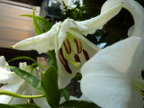 img0036.jpg