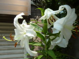 img0037.jpg