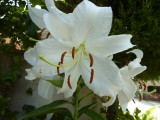 img0039.jpg